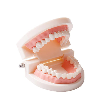 16/12 Set Dental Denture Teeth Model Kit, Upper & Lower Anterior Synthetic Polymer Teeth A2 A3 for Dental Education & Training