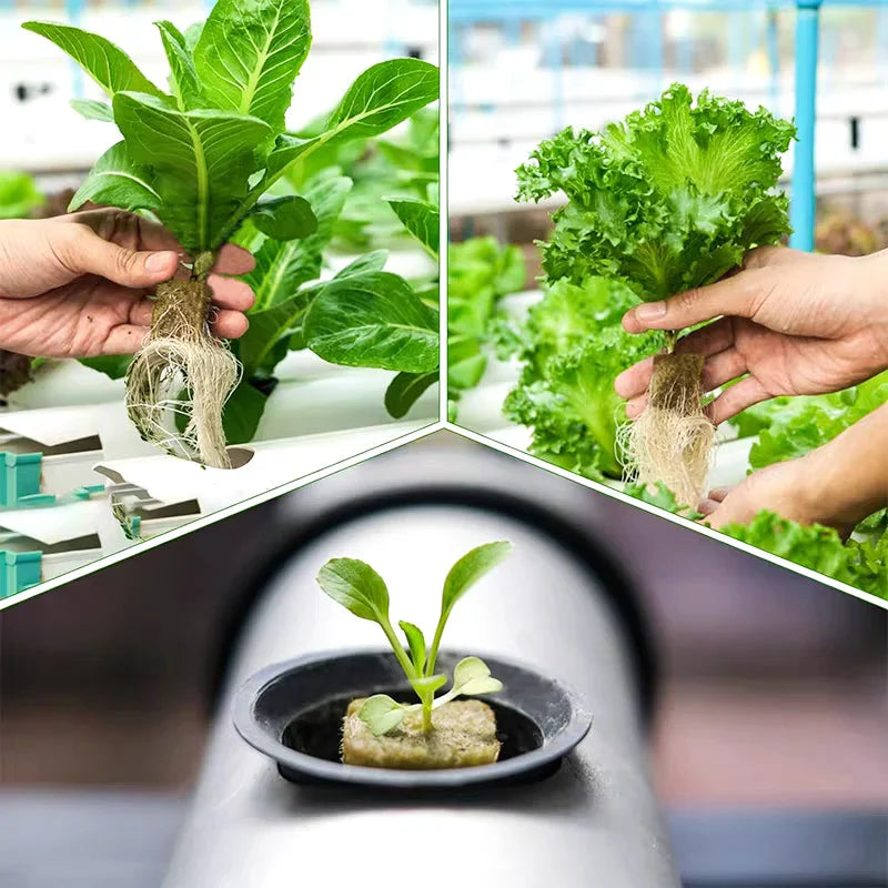 Stonewool Hydroponic Grow Cubes — 500/50x Seedling Blocks for Garden Germination & Water Cultivation