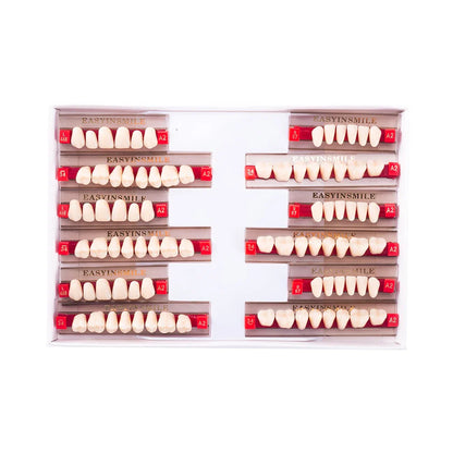 16/12 Set Dental Denture Teeth Model Kit, Upper & Lower Anterior Synthetic Polymer Teeth A2 A3 for Dental Education & Training
