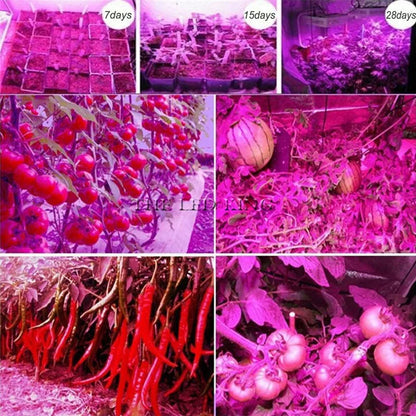 Phyto Lamp Full Spectrum LED Grow Light — E27 Plant Lamp for Indoor Seedlings, Flowers & Grow Tent Box