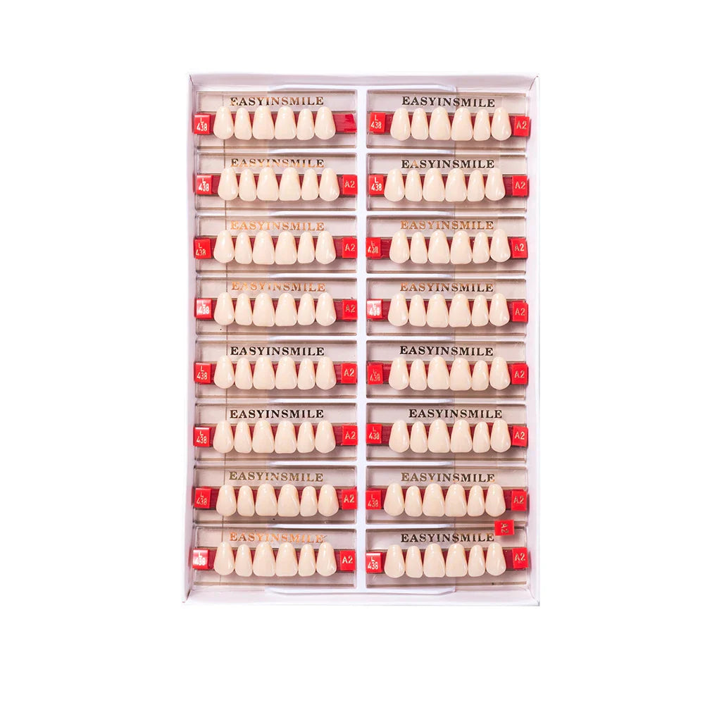 16/12 Set Dental Denture Teeth Model Kit, Upper & Lower Anterior Synthetic Polymer Teeth A2 A3 for Dental Education & Training