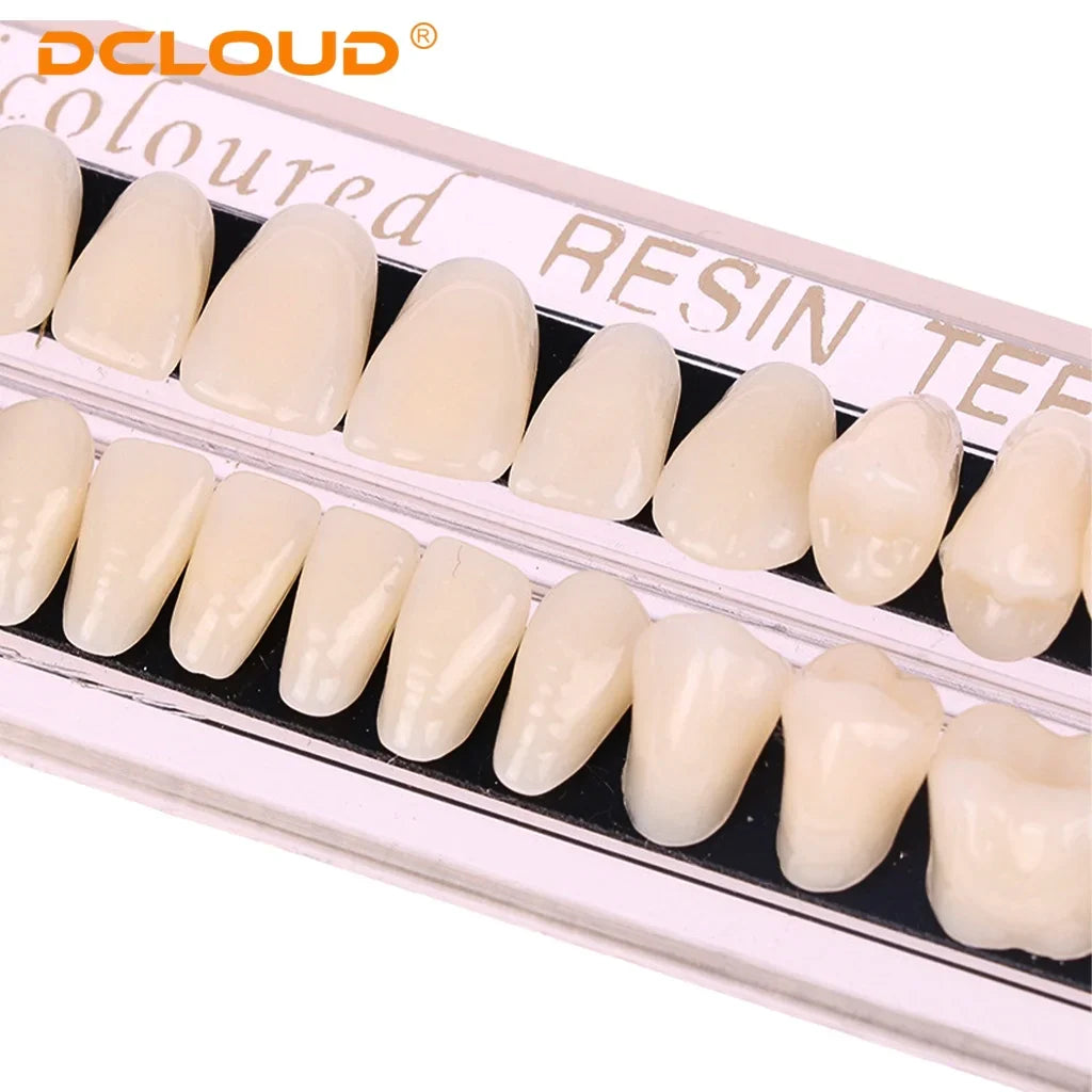 15 Pack Resin Denture Teeth Set – Polymer Dental Training Models for Education, Research & Laboratory Practice