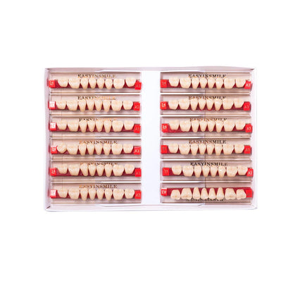 16/12 Set Dental Denture Teeth Model Kit, Upper & Lower Anterior Synthetic Polymer Teeth A2 A3 for Dental Education & Training