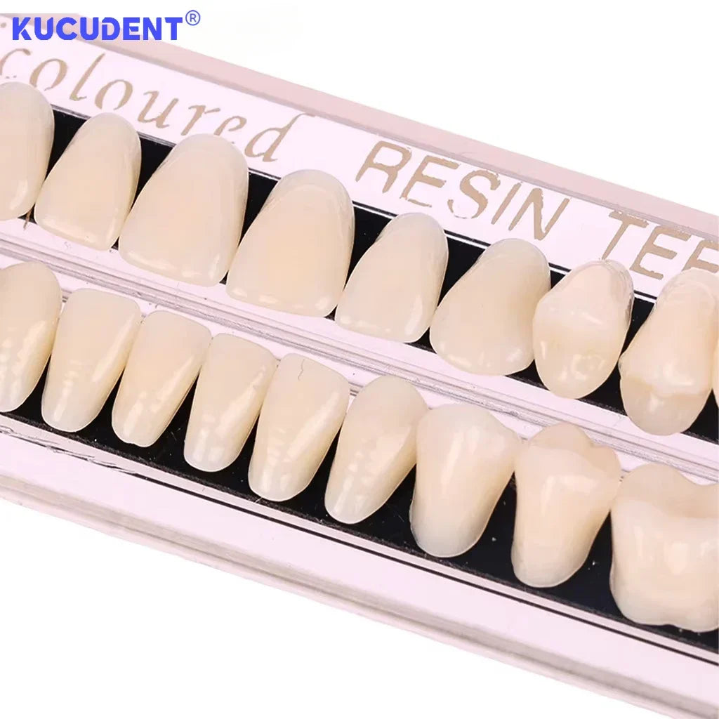 28-Teeth Resin Denture Set – Synthetic Dental Teaching Model for Education, Training & Permanent Teeth Practice Material