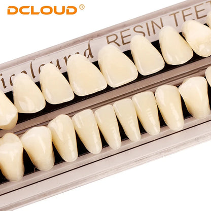 15 Pack Resin Denture Teeth Set – Polymer Dental Training Models for Education, Research & Laboratory Practice